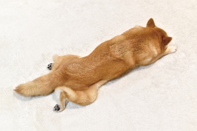伸びる犬